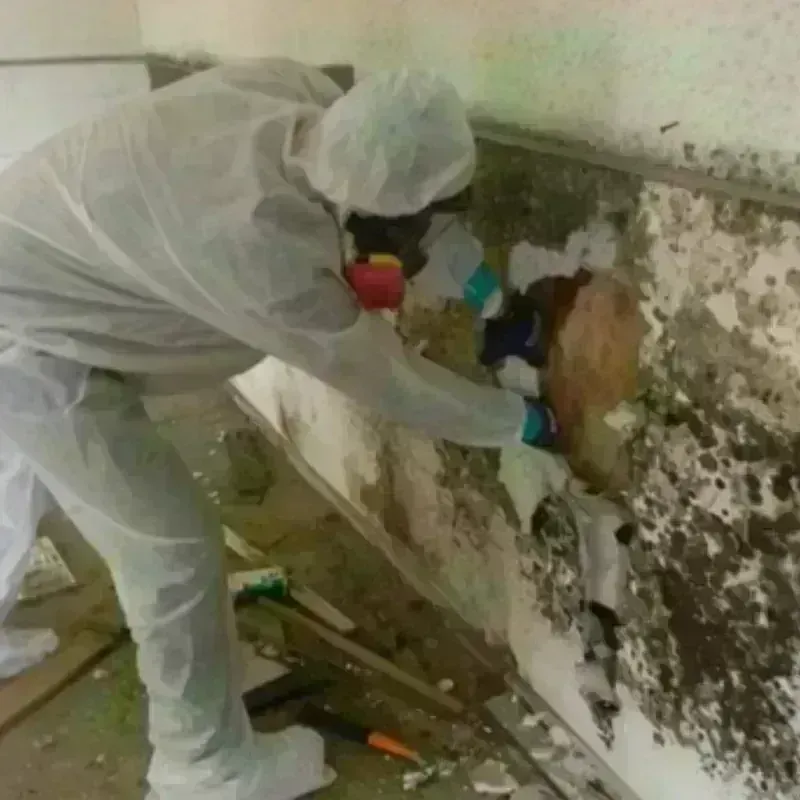 Mold Remediation and Removal in Garner, IA